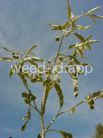 nightshade, silverleaf